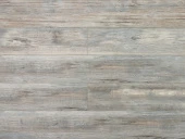 Сосна Монблан