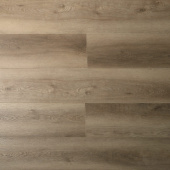 16164 Дуб Норфолк