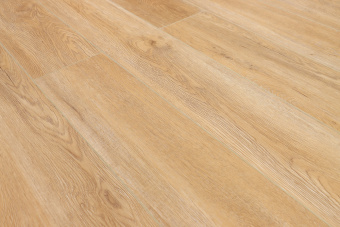 Дуб Монтара